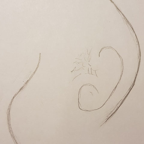 Tegning gravid mage. IBW